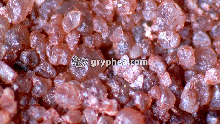 Grès vue macroscopique x8 - gryphea.com